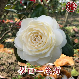 ダローネガ15cmポット 5号 挿木苗【椿 ツバキ 苗 花 苗木 花木 茶花 庭木 鉢植え プレゼント ピンク カメリア ワビスケ 送料無料 園芸 初心者 趣味 おすすめ】初めて植物を育てる方にもおすすめ！