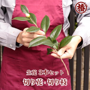 お茶席用 椿の切り花・きりばな 3本セット生花 切り枝 お茶席 茶花 生け花 切花 葉物 神棚 仏花 花見 つばき ツバキ 趣味 掛け花 かけはな