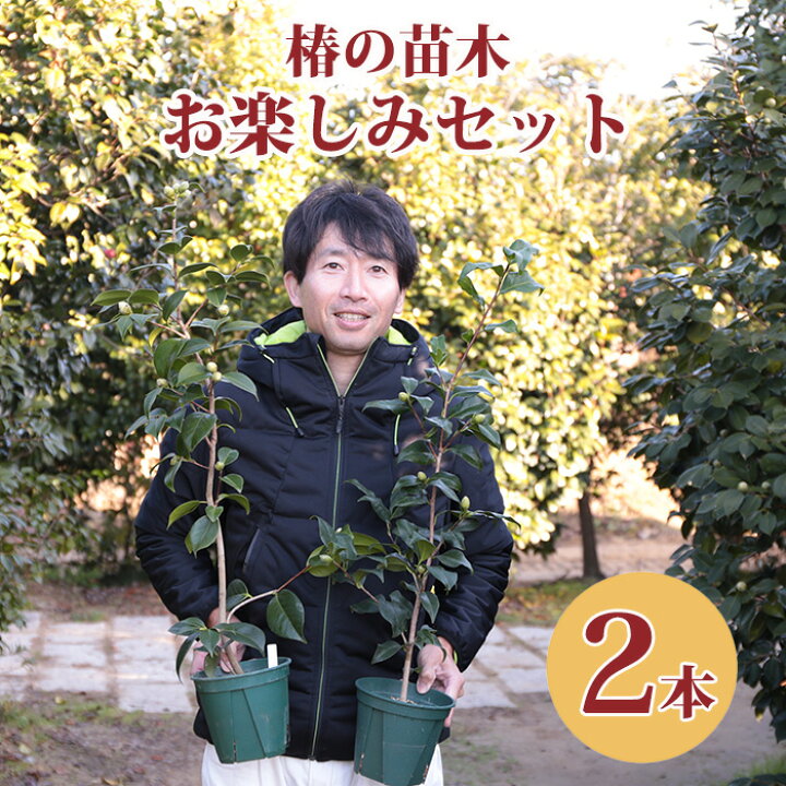 楽天市場】お楽しみ袋・送料無料椿 5号鉢苗木の2本セット 何がくるか 