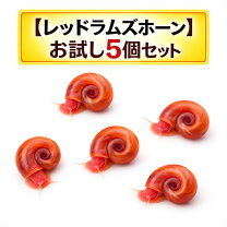 楽天市場】レッドラムズホーン（熱帯魚・アクアリウム｜ペット・ペット 