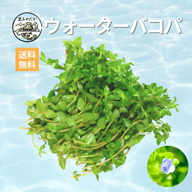 ウォーターバコパ 水上・水中で育つ 香りのある水草 めだか メダカ アクアリウム 熱帯魚 金魚 ベタ タマミジンコ 光合成細菌PSB グッピー レッドラムズホーン ロタラ ウォーターバコパ オオミジンコ 水草 産卵床 マジックリーフ 活き餌