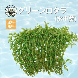 里山めだか グリーンロタラ(水中葉) 水上・水中で育つ ずっと緑色のまま 茂みを作れる 初心者でも失敗しにくい 熱帯魚 金魚 ベタ タマミジンコ 光合成細菌PSB グッピー レッドラムズホーン ロタラ ウォーターバコパ オオミジンコ 水草 産卵床 マジックリーフ 活き餌
