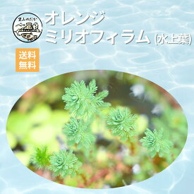 里山めだか オレンジミリオフィラム(水上葉) 初心者でも失敗しにくい アクアリウムの水草 ビオトープ メダカの産卵床に 熱帯魚 金魚 ベタにも