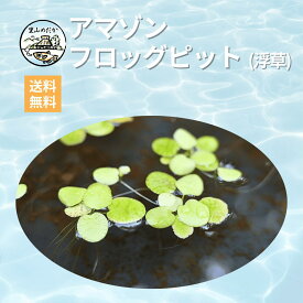 里山めだか アマゾンフロッグピット(浮草) 初心者でも失敗しにくい アクアリウムの水草 ビオトープ メダカの産卵床に 熱帯魚 金魚 ベタにも