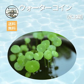 ウォーターコイン ウォーターマッシュルーム メダカ稚魚の隠れ家に最適な浮草