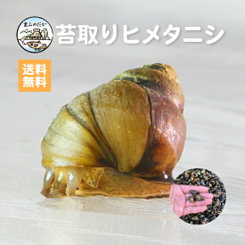 苔取りヒメタニシ 生体｜最強コケ掃除屋｜初心者でも簡単｜メダカ水槽のコケ対策に