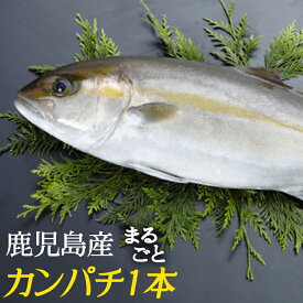 楽天市場 アジ 産地 都道府県 鹿児島 魚介類 水産加工品 食品 の通販 楽天市場 アジ 産地 都道府県 鹿児島 魚介類 水産加工品 食品 の通販