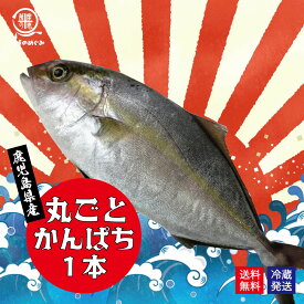 鹿児島県産 カンパチ まるごと一本お届け 約3.5kg かのやカンパチ 刺し身20〜30人前 鹿屋市漁業協同組合 1尾　冷蔵便 送料無料 業務用 かんぱち 贈答 お祝い 御歳暮 お歳暮 御中元 お中元 お刺し身 刺し身 カルパッチョ 晩酌 おつまみ