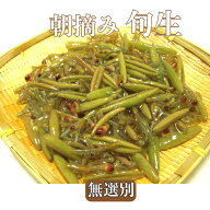じゅんさい朝摘み【生】500g《無選別》【送料無料】秋田県三種町森岳　冷蔵発送※沖縄・離島へお届けの場…