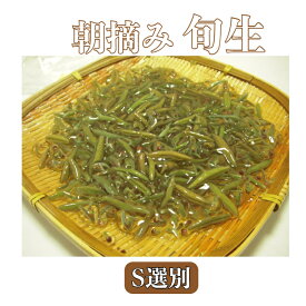 じゅんさい朝摘み【生】500g《S選別》【送料無料】秋田県三種町森岳　冷蔵発送※沖縄・離島へお届けの場合後ほど別途送料計上させて頂きます。