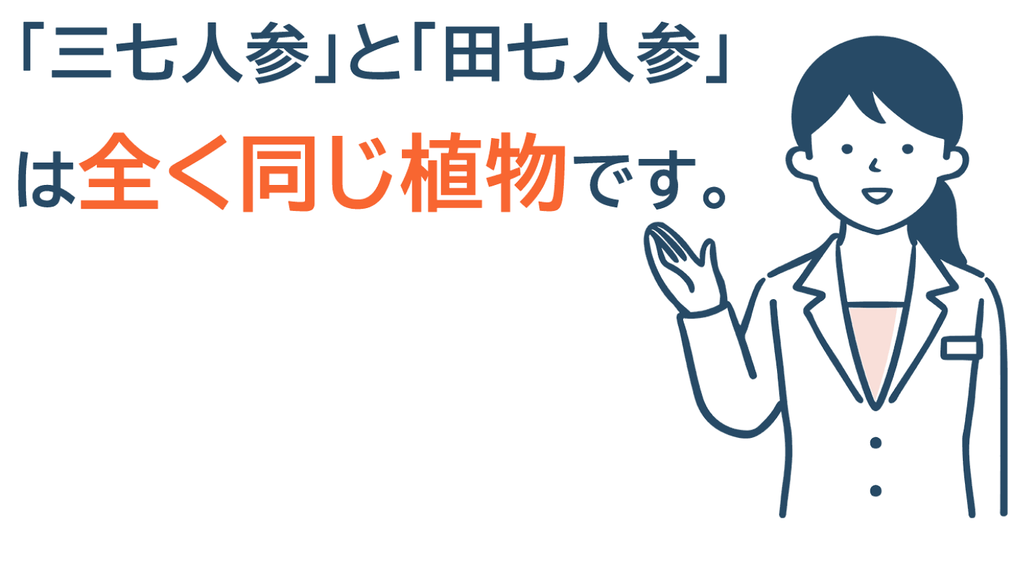 楽天市場 | 漢方のサツマ薬局 楽天市場店 - 【2026年版】三七人参（田