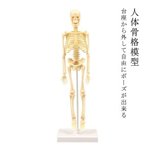 l̍i͌^ 35cm iW{ t RɃ|[Yo  X^h  f Sg XPgf