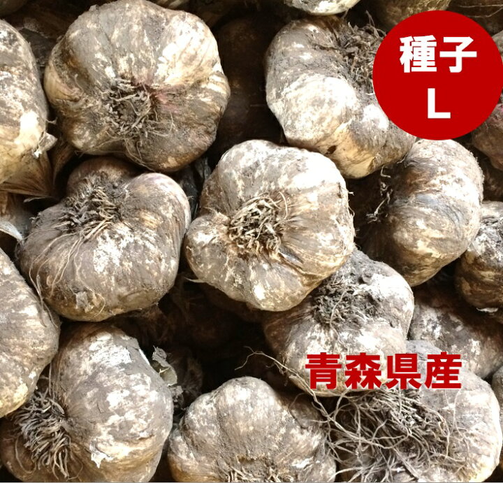 楽天市場】青森県産 種子用 にんにく Lサイズ 1kg : 黒にんにく製造  