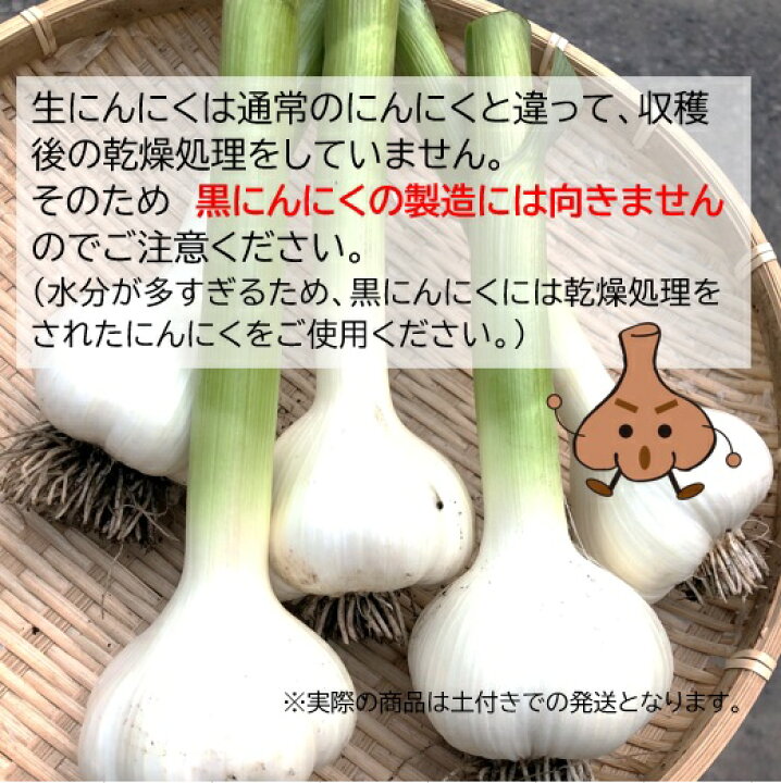 楽天市場】青森県産 生にんにく 田子町産 新物 Lサイズ 1kg たっこ 