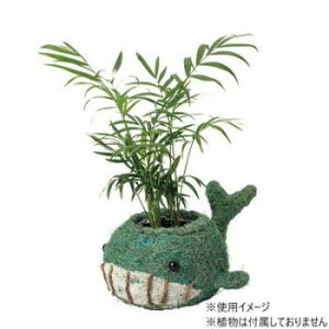 �A�j�}���|�b�g ���A�� �v�����^�[ GREEN HOUSE �Ђ��܂� �N�W�� 5591 3�� �ꌊ�Ȃ� �V�R�f�� �v���X�`�b�N ���C���[ 230x160xH140mm ������90xH95mm 0.21kg ���d��300g