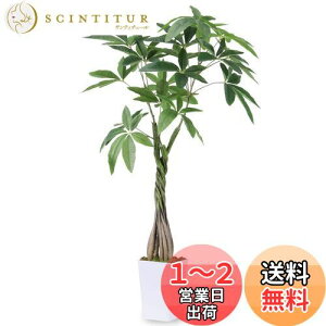 yzRuwenus tFCNO[ lHϗtA ϗt  G} C ypL K̖؁z98cm  ItBX A A