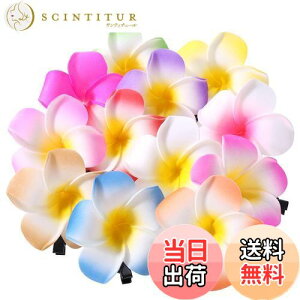 yzFrcolor  wAs wANbv  vA wAANZT[ wANbv nC  wbhhX 6cm 12F 24Zbg