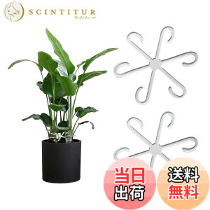クワズイモ 観葉植物」の人気商品一覧・価格比較 - 価格.com