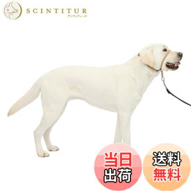【送料無料】PetSafe（ペットセーフ） ジェントルリーダー 引っ張り防止 ヘッドカラー 犬用 散歩トレーニング 色：フォーン、サイズ：L