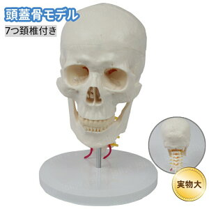 頭蓋骨モデル 実物大 骨格模型 骨 模型 ヒューマンスカル 7頚椎付き頭蓋骨モデル 人体頭骨模型 骨科教材 人体模型 解剖模型 学習用 解剖学教材 医学教育 教材モデル 頭部模型 施術説明用 診