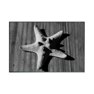Photography Star fish �A�[�g�p�l�� IAA-53248�@����ɃA�[�g��Z��