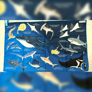 Oceanarium 海の生き物マイクロファイバーハンドタオル 80x50cm 全4デザイン 吸水 速乾 抗菌 硬くならないセームタオル ウミウシ マンボウ クジラ サメ オーシャナリウム