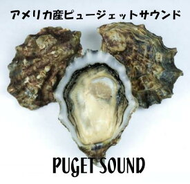 本格 お家で オイスターバー US産　ピュージェットサウンド 16個 カキ 殻付き 生食 生牡蠣　贈り物　オイスターバー