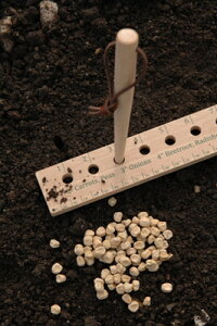 AEgbg݌ɏ20OFFypBurgon & BallЁzƕc̐AtpK@Seed and Plant Spacing Rule