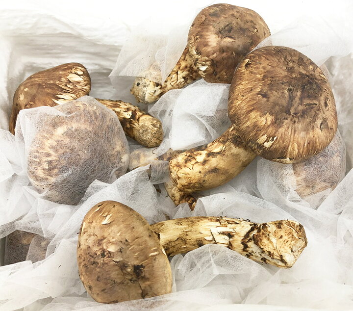 楽天市場】【3日以内発送】生松茸 特選 中ツボミ 約1kg HAサイズ【22本前後 長さ8cm前後】空輸 中国産 フレッシュ松茸 厳選つぼみ天然生鮮 マツタケ 鮮度優先 旬の味覚の王様 家庭用 業務用 ギフト用 御中元 敬老の日 期間限定【国内手作業検品】<クール便送料込><配達 ... 楽天市場】【3日以内発送】生松茸 特選 中ツボミ 約1kg HAサイズ【22本前後 長さ8cm前後】空輸 中国産 フレッシュ松茸 厳選つぼみ天然生鮮 マツタケ 鮮度優先 旬の味覚の王様 家庭用 業務用 ギフト用 御中元 敬老の日 期間限定【国内手作業検品】<クール便送料込><配達 ...