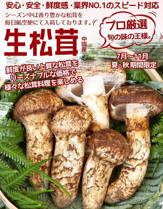 楽天市場】＜予約8月中下旬＞生松茸 つぼみ｜空輸 中国雲南産｜秋の  