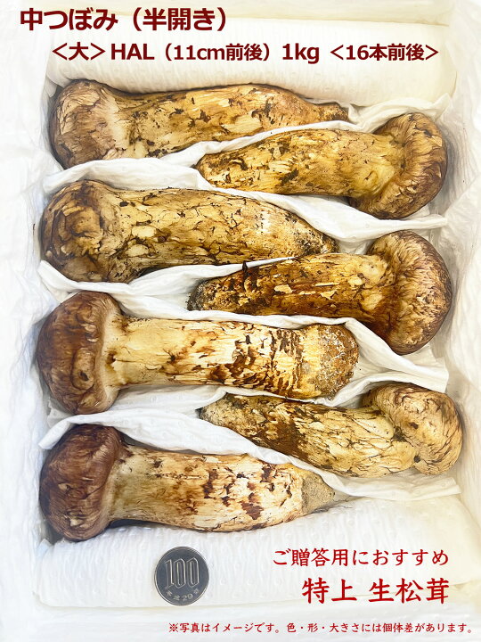 楽天市場】生松茸 中つぼみ(半開き) 天然フレッシュマツタケ 空輸 秋の 