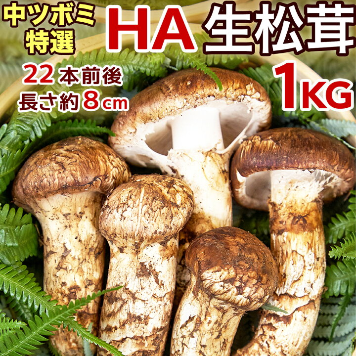 楽天市場】【ページ移行のお知らせ】 ※新ページは下の商品説明エリアで 