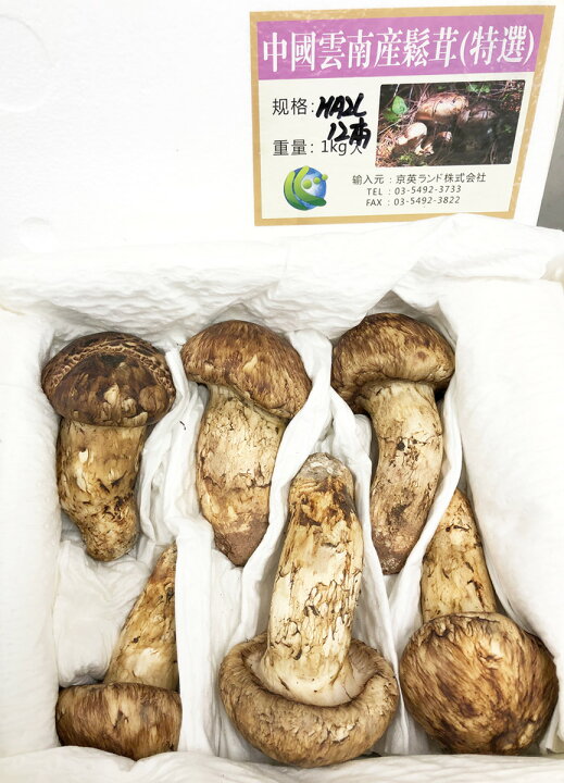楽天市場】生松茸 中つぼみ(半開き) 天然フレッシュマツタケ 空輸 秋の 