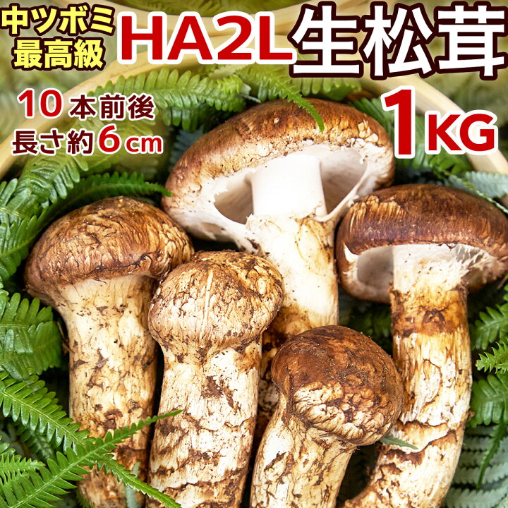 楽天市場】【ページ移行のお知らせ】 ※新ページは下の商品説明エリアで 