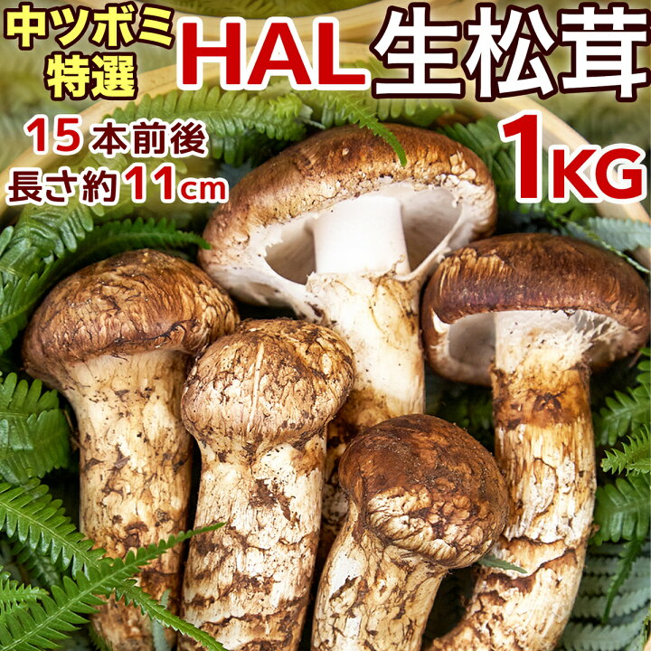 楽天市場 3日以内発送 生松茸 特選 中ツボミ 約1kg Halサイズ 16本前後 長さ11cm前後 空輸 中国産 フレッシュ松茸 厳選つぼみ天然生鮮マツタケ 鮮度優先 旬の味覚の王様 家庭用 業務用 ギフト用 御中元 敬老の日 期間限定 国内手作業検品 クール便送料込 楽天市場 3日以内発送 生松茸 特選 中ツボミ 約1kg Halサイズ 16本前後 長さ11cm前後 空輸 中国産 フレッシュ松茸 厳選つぼみ天然生鮮マツタケ 鮮度優先 旬の味覚の王様 家庭用 業務用 ギフト用 御中元 敬老の日 期間限定 国内手作業検品 クール便送料込