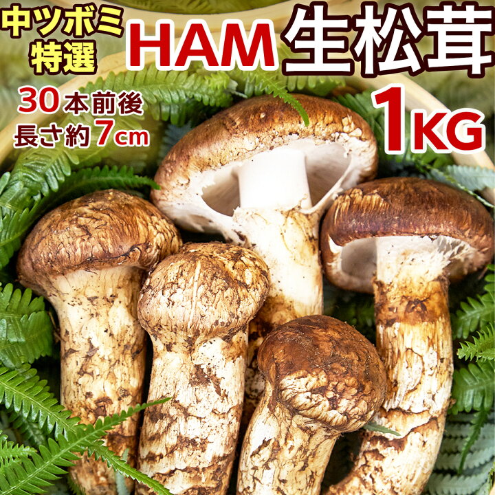 楽天市場】【ページ移行のお知らせ】 ※新ページは下の商品説明エリアで 