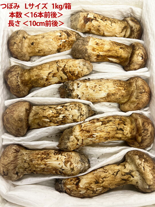 楽天市場】生松茸 つぼみ 天然フレッシュマツタケ 空輸 秋の味覚の王様 
