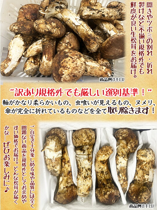 楽天市場】生松茸 訳あり＜開き方・大きさおまかせ＞ 中国雲南産 天然 