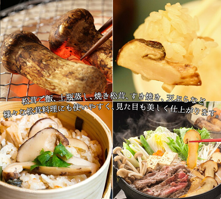 楽天市場】生松茸 つぼみ 天然フレッシュマツタケ 空輸 秋の味覚の王様 