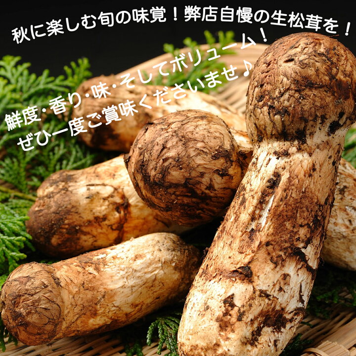 楽天市場】【ページ移行のお知らせ】 ※新ページは下の商品説明エリアで  