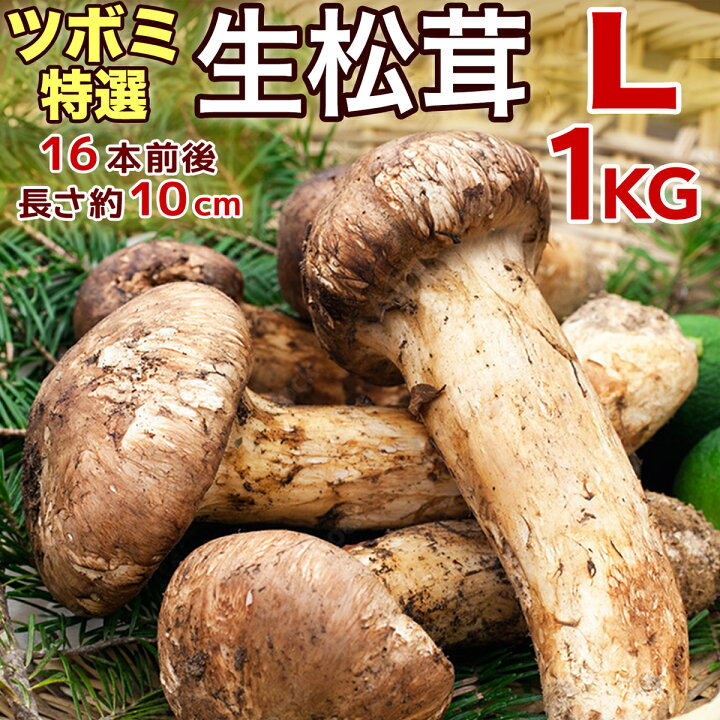 楽天市場】【ページ移行のお知らせ】 ※新ページは下の商品説明エリアで  