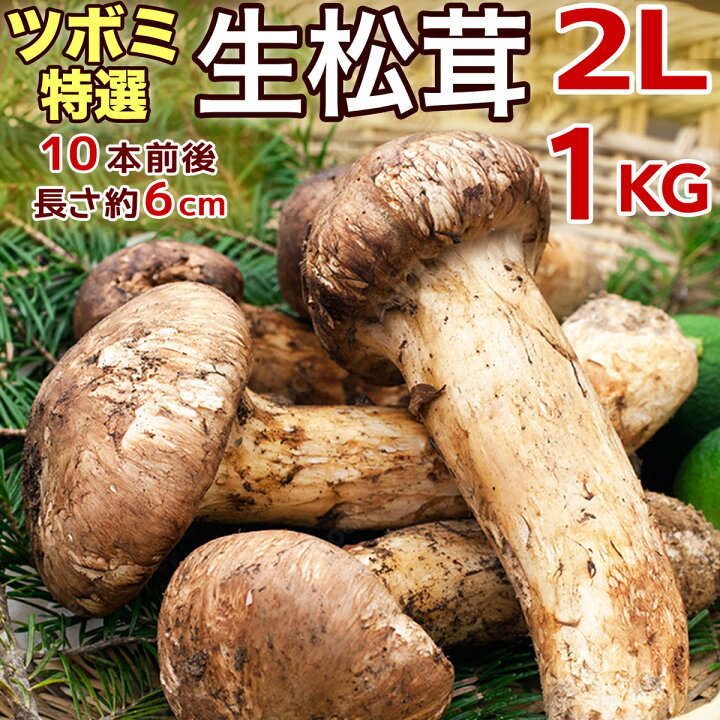 楽天市場】【ページ移行のお知らせ】 ※新ページは下の商品説明エリアで 