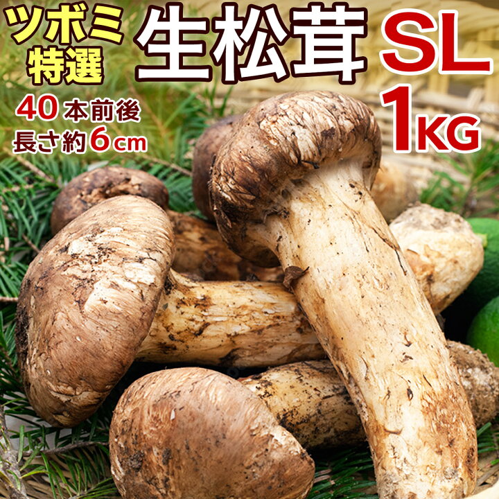 楽天市場】【ページ移行のお知らせ】 ※新ページは下の商品説明エリアで 