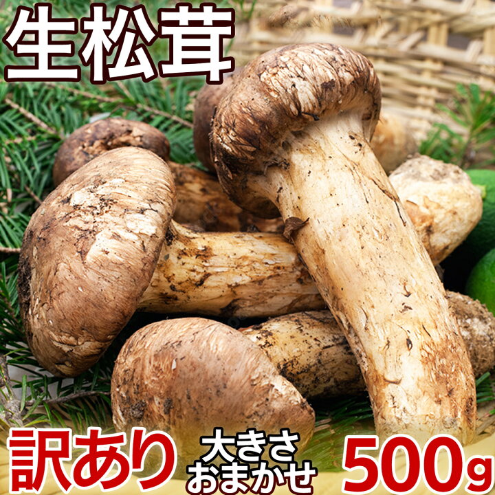 楽天市場 予約7月下旬 生松茸 ちょっと訳あり 約500g 開き方 大きさおまかせ 空輸 中国雲南産 当店厳選フレッシュ松茸 鮮度優先 生鮮マツタケ 秋の味覚 旬の味の王様 高級キノコ 家庭用 業務用 お中元 贈答品用 敬老の日ギフト 期間限定 国内手作業検品 早割
