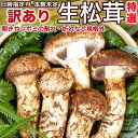 生松茸 訳あり＜開き方・大きさおまかせ＞空輸直送 中国雲南産｜秋の味覚の王様・フレッシュまつたけ｜鮮度優先・香り…