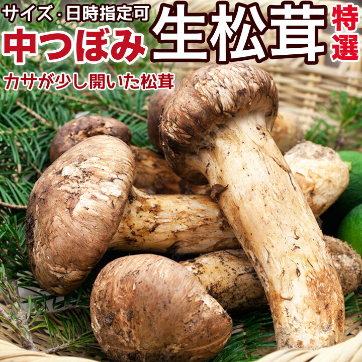 楽天市場】生松茸 中つぼみ(半開き) 天然フレッシュマツタケ 空輸 秋の 