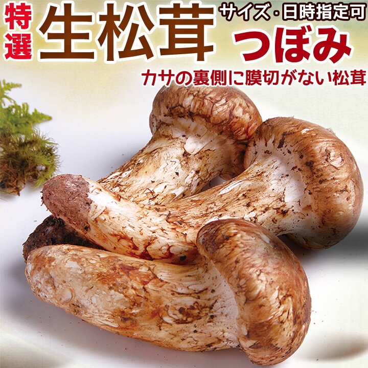 楽天市場】生松茸 つぼみ 天然フレッシュマツタケ 空輸 秋の味覚の王様  