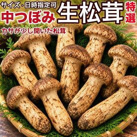 生松茸 ＜中つぼみ/半開き＞ 特選 500g 1kg 箱 中国雲南産 天然まつたけ｜空輸直送・厳しい選別・国内検品出荷｜香り高く食感の良い中つぼみ・半開きタイプ｜焼き松茸・すき焼き・土瓶蒸し・松茸ご飯に最適｜四季の広場厳選｜家庭用 贈答用 ギフト 国内検品