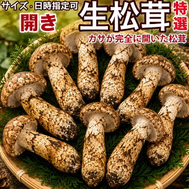 生松茸 ＜開き＞ 特選 500g 1kg 箱 中国雲南省産 天然まつたけ｜空輸直送・厳しい選別をクリア・ひらきタイプ｜秋の味覚 フレッシュ松茸｜傘が開いて芳醇な香り繊細な味わい｜焼き松茸・すき焼き・松茸ご飯に最適｜四季の広場厳選｜家庭用 贈答用 秋のギフト 国内検品