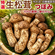 生松茸 ＜つぼみ＞ 特選 500g 1kg 箱 中国雲南省産 天然まつたけ｜空輸直送・厳しい選別をクリア・特選ツ…